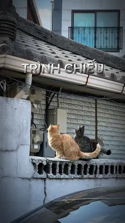 TRÌNH CHIẾU 