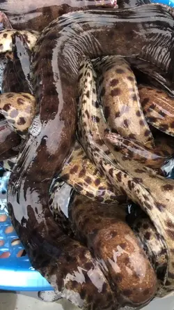 Cá chình 