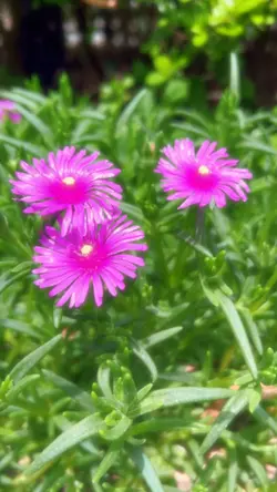 マツバキク（松葉菊）