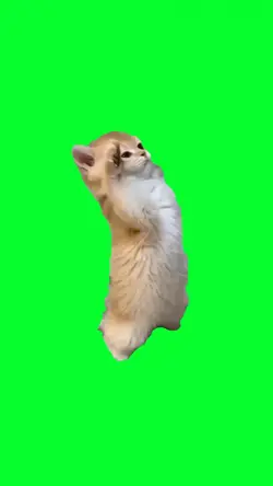 SALUTE CAT