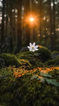 Nature