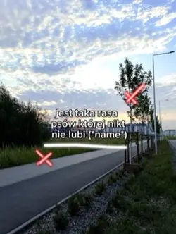 Rasa psów