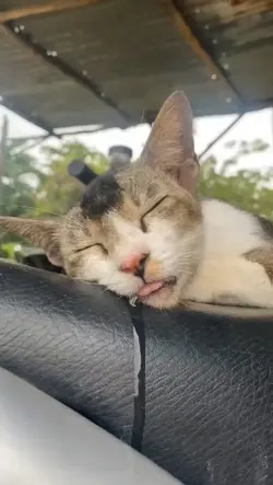 kucing tidur