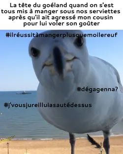 le goéland 