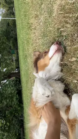 dog park