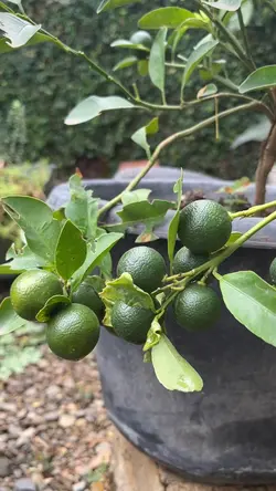 Garden Mini Vlog