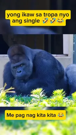 Gorilla memes 