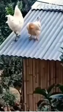 Cần cậu cơ 