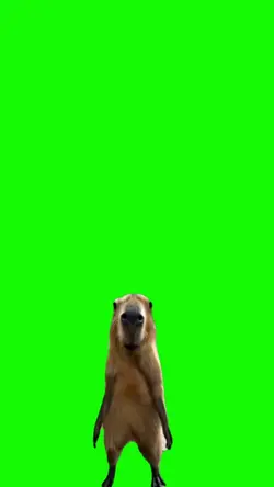 capibara bailando