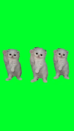 3 cats dancing