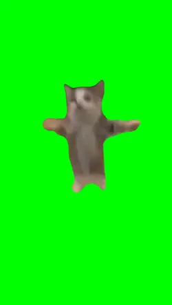 Happy Happy Cat