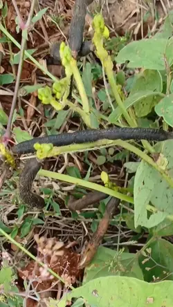ngunduh kacang ndeng