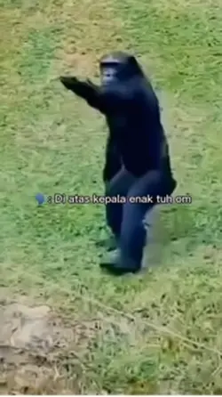 Patau pak juri