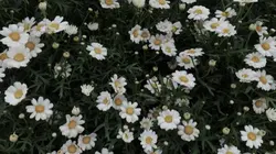 mẫu 2 ảnh ngang