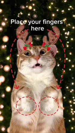 Funny cat meme 