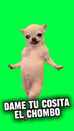CUTE DANCING DOG