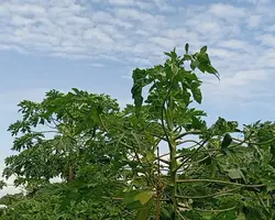 အဆင်မပြေပေမဲ့