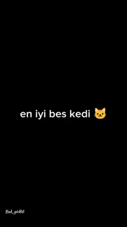 en iyi beş kedi