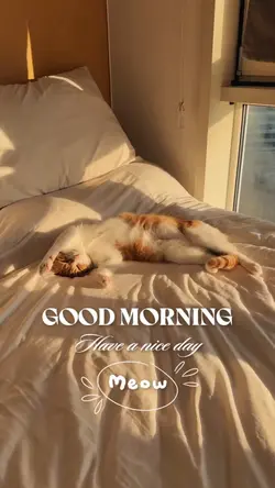 Good morning Meow