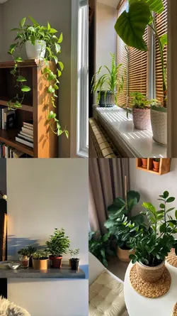 Colagem Plantas