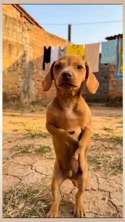 Dancing Dog