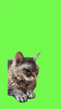 Gatito enojado