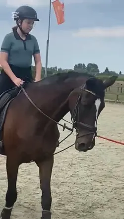 Fake horse