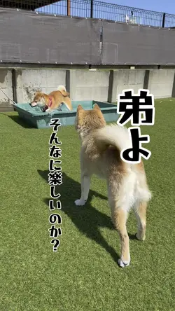 エンドレス水遊び🐕♥️