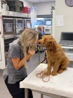 my job if i-