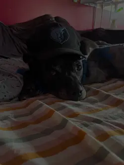 my hat on my dog