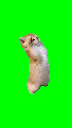 cat trending meme