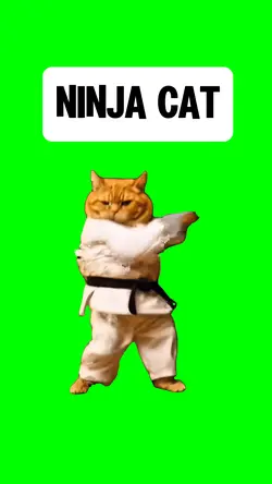 NINJA CAT