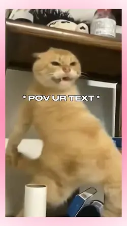 Cat memes