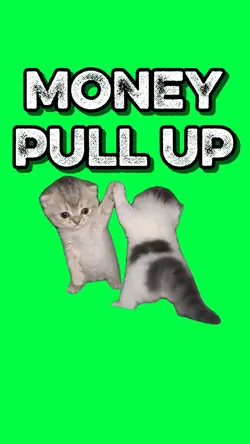 MONEY PULL UP CATS