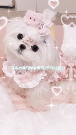 ブルーハワイレモン/≒JOY
