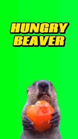 Hungry Beaver 