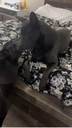 Koda  bear core 