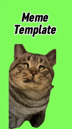 Funny cat look 