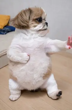 Kung fu Dog