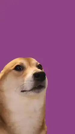 dancing dog meme