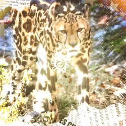 king cheetah edit