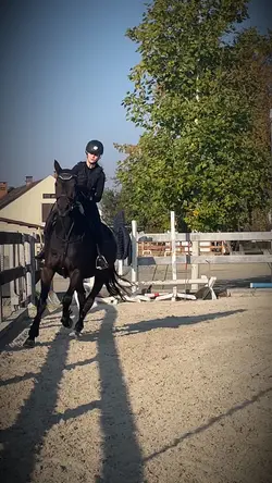 Horses 🐎