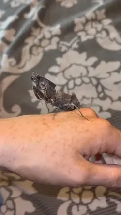 Bugs 