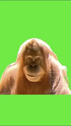 Creepy orangutan 