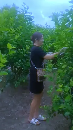 picking mulberries 