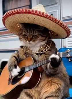 Cat with the guitar