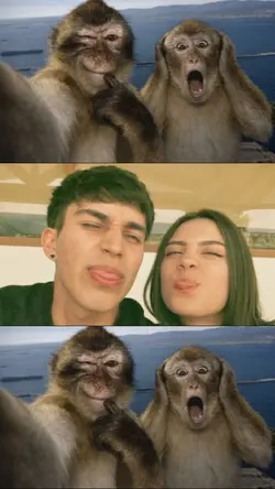 monkeys