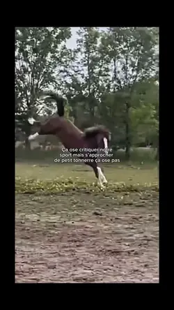 Ça ose critiquer !💀