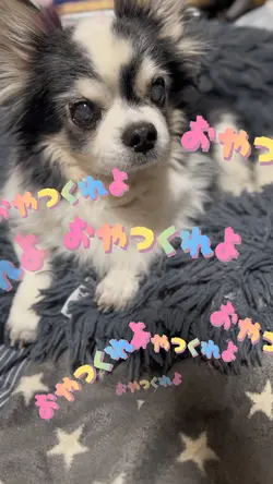 犬の気持ち