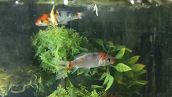 little fish